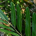 Acrostichum aureum (Golden Leather Fern) in Chinaman Creek ミミモチシダ<br />Canon EOS KDX (400D) + EFS60 F2.8